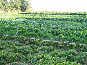 300px-organic-vegetable-cultivation